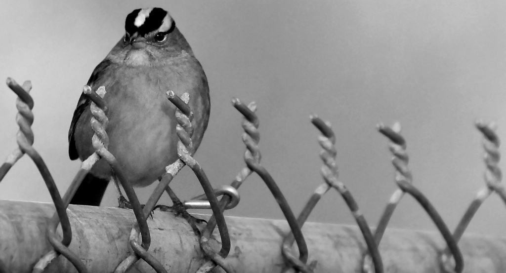 Les nouveaux animaux de compagnies sont aussi à plumes.