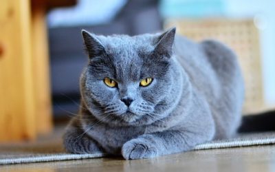 Dresser son chat, comment s’y prendre ?