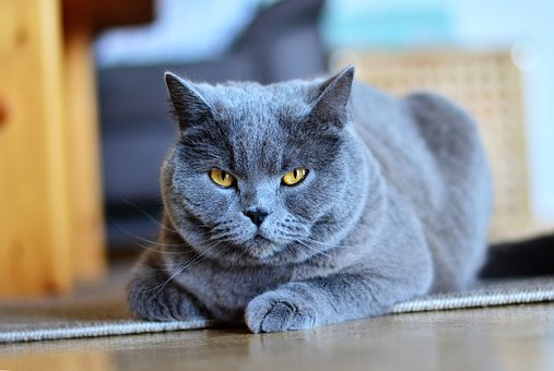 Dresser son chat, comment s’y prendre ?