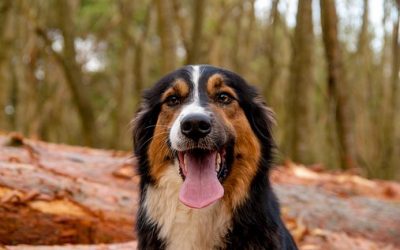 Ce qu’il ne faut pas donner à manger à votre chien