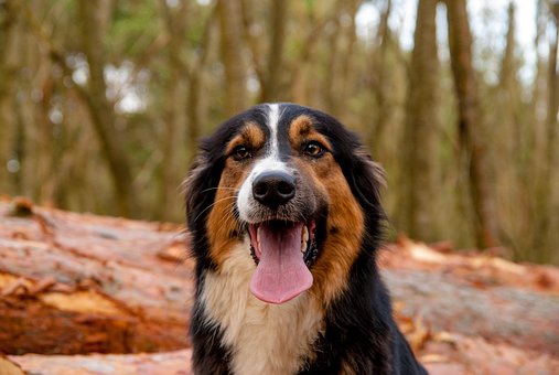 Ce qu’il ne faut pas donner à manger à votre chien