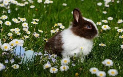 Je veux adopter un lapin, que dois-je savoir ?