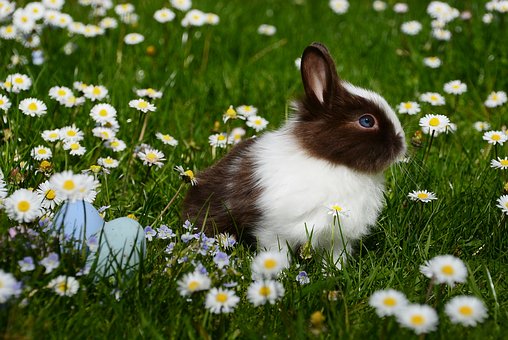 Je veux adopter un lapin, que dois-je savoir ?