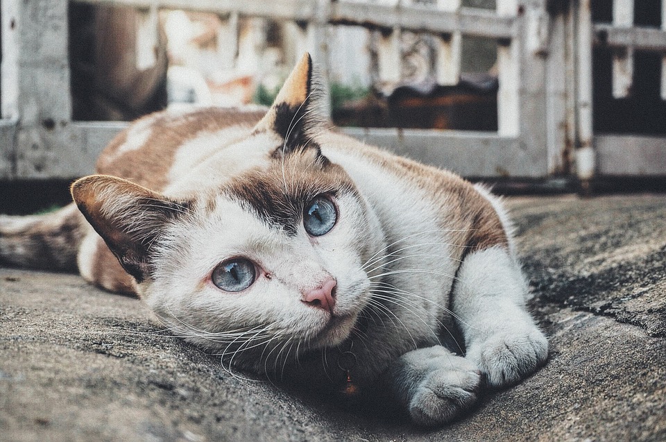 La très utile rencontre du chat avec sa litière