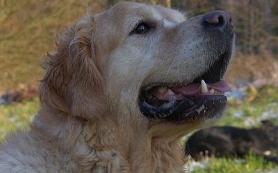 Apprendre à son (beau) chien à faire le beau