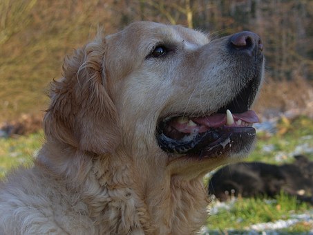 dressage chien