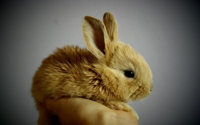 Donner à manger à son lapin