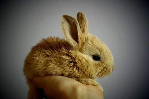 Donner à manger à son lapin