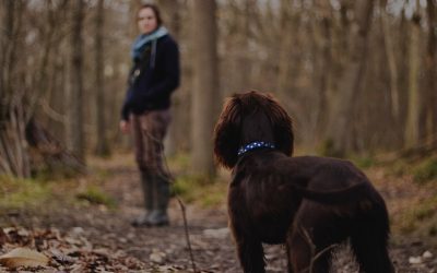 Apprenez à votre chien à se promener sans laisse