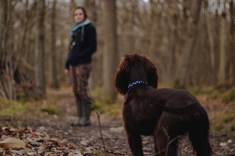 Apprenez à votre chien à se promener sans laisse