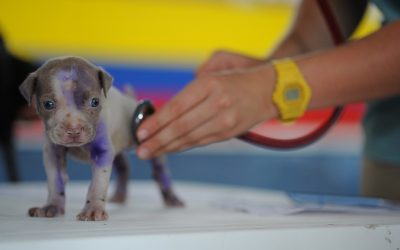 Quand emmener ses animaux chez le vétérinaire ?