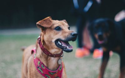 Pourquoi faire garder son chien pendant les vacances ?