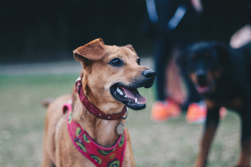 chien heureux en compagnie d'autres animaux de compagnie en région paca