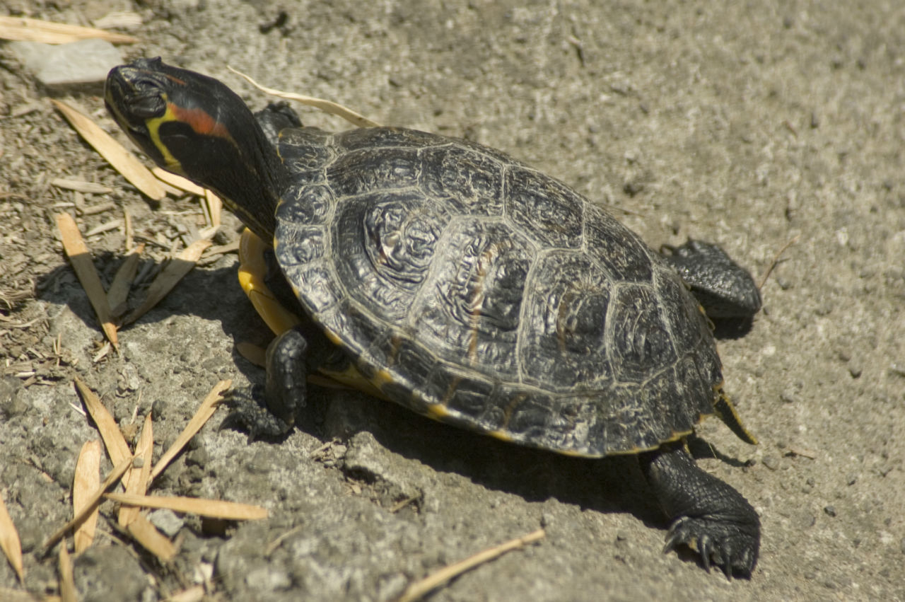 tortue de floride