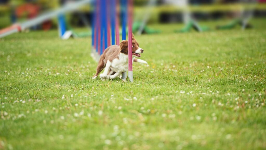 L'activité physique d'un border collie