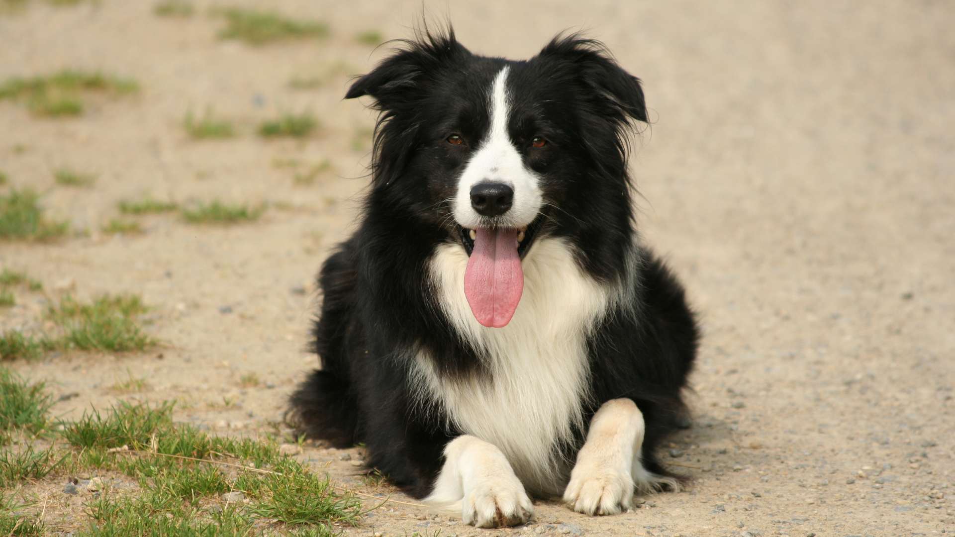 Un border collie