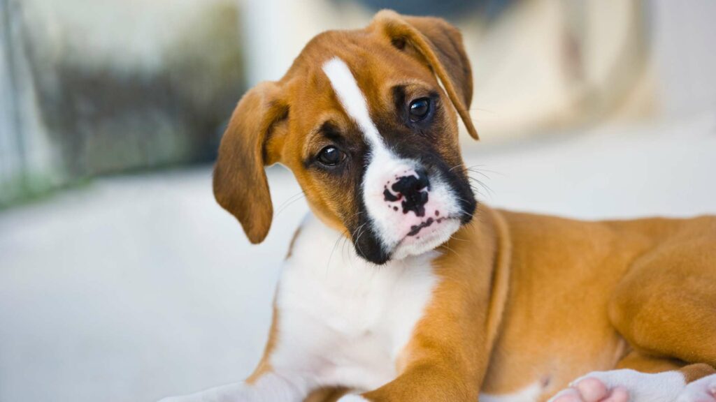 Un chiot boxer