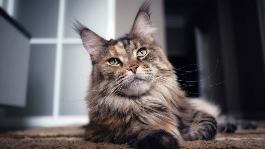 Un maine coon