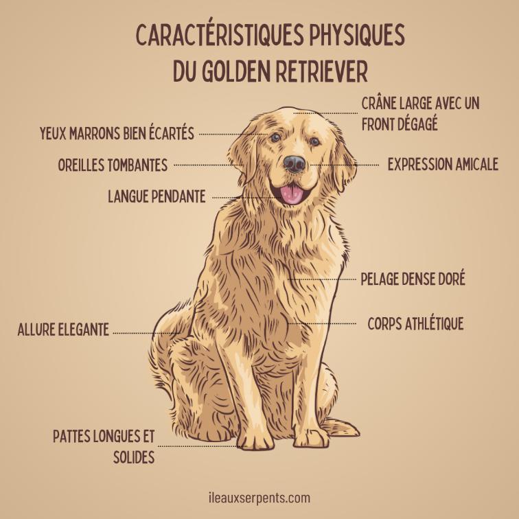 anatomie golden retriever