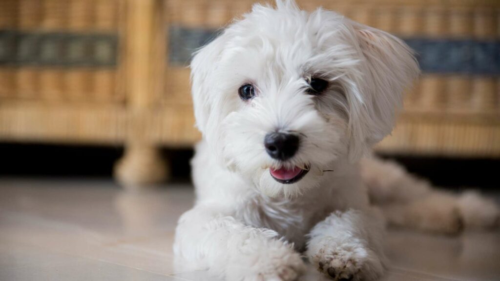 Un bichon maltais