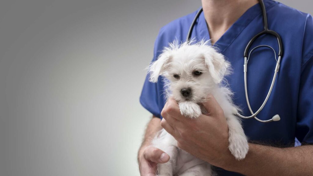 Un bichon maltais chez le vétérinaire