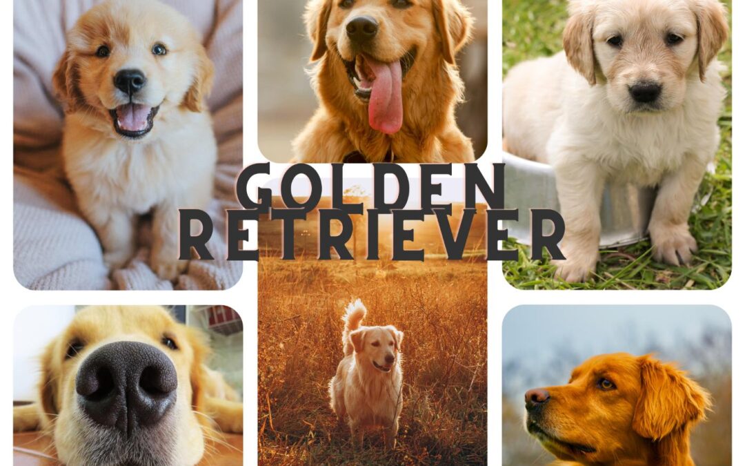 chien golden retriever