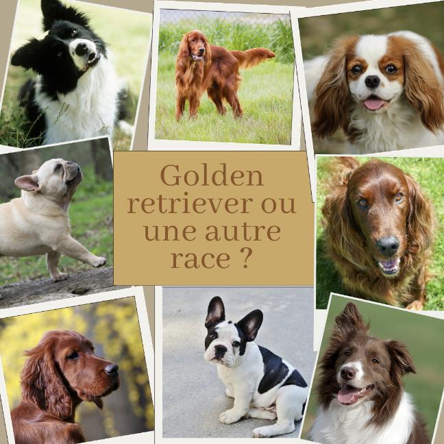 comparaison chien golden retriever