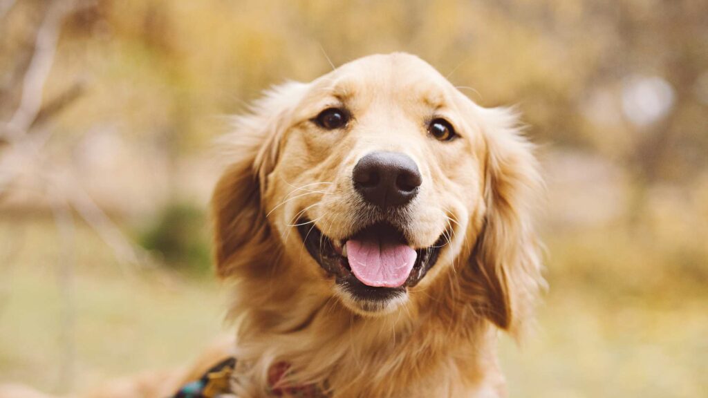 Le golden retriever 