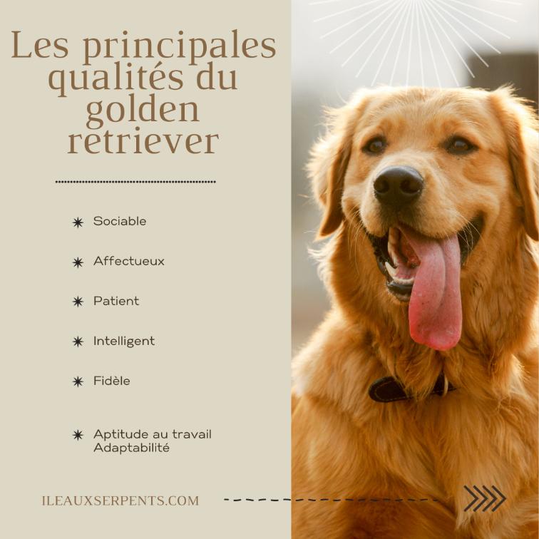 qualite golden retriever