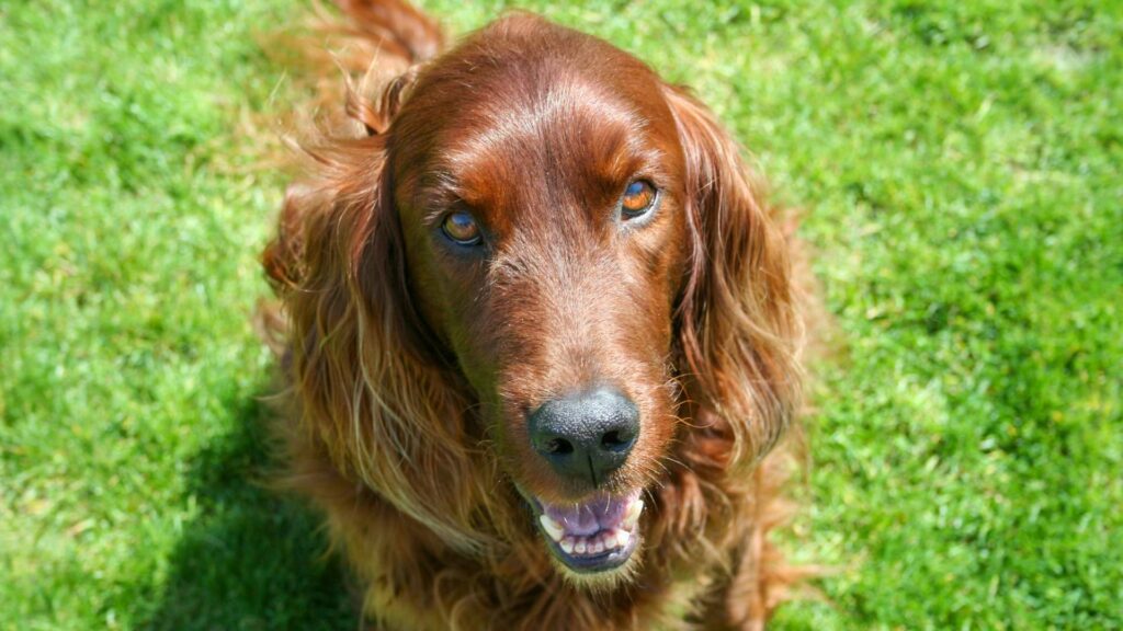 Le setter irlandais