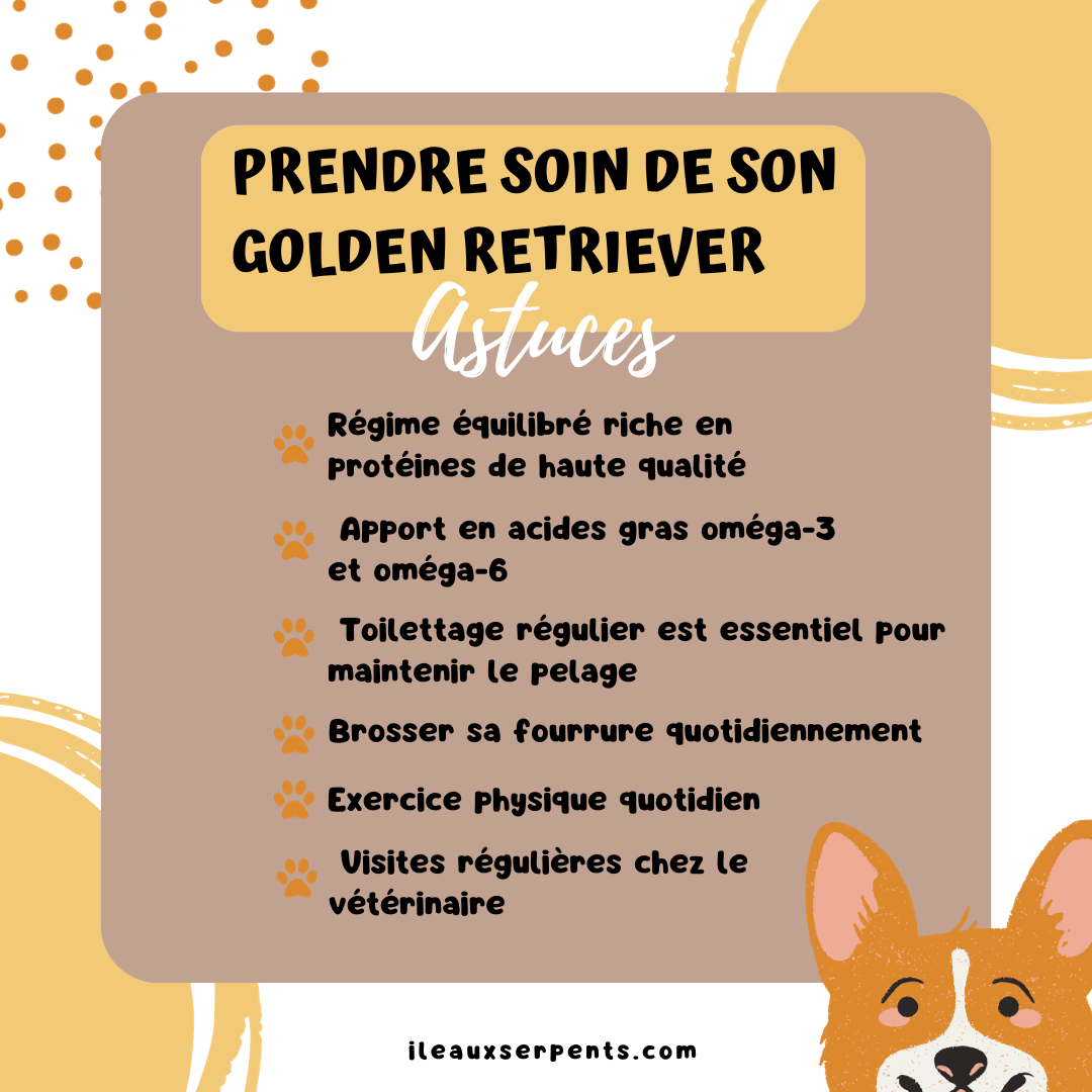 soin golden retriever