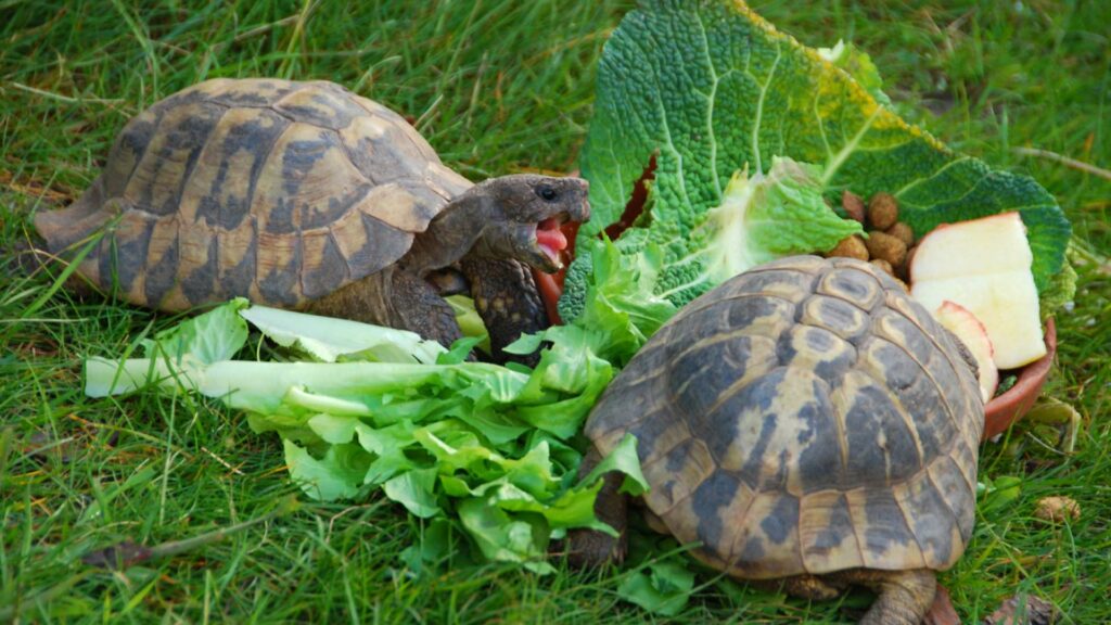 Alimentation de la tortue d'Hermann