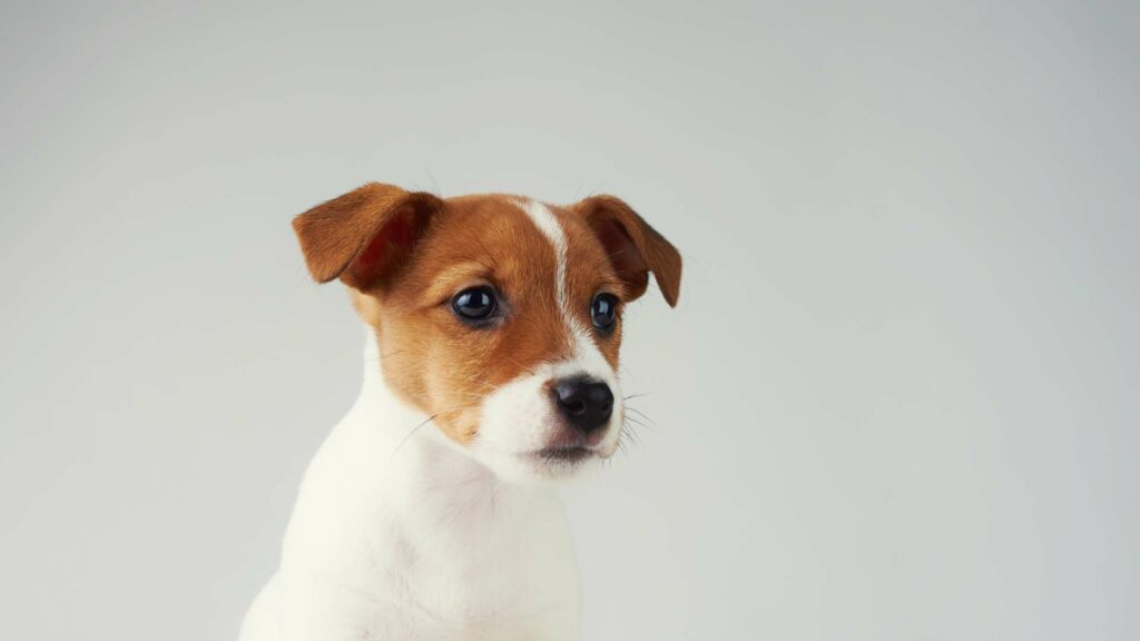 Un Jack Russell Terrier