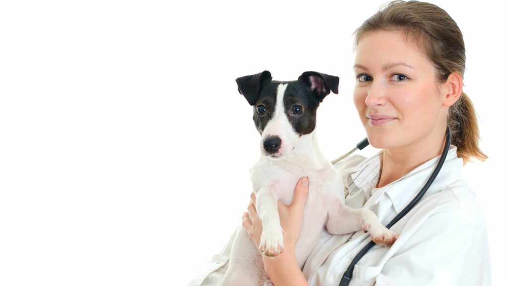 Un Jack Russell chez le vétérinaire