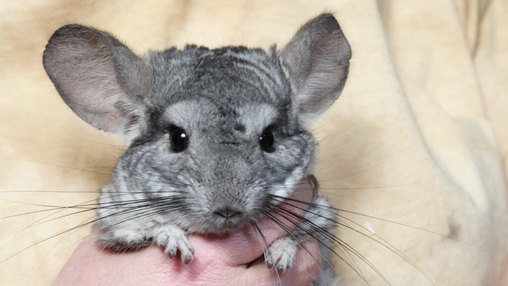 Un chinchilla