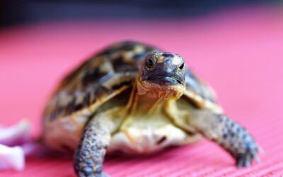 La tortue d’Hermann : un reptile de compagnie fascinant