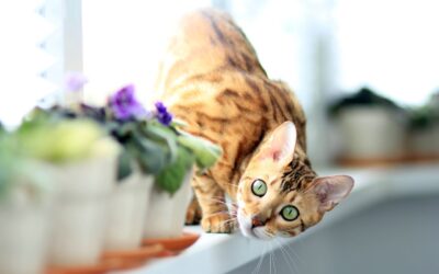 Le bengal : le chat sauvage domestique