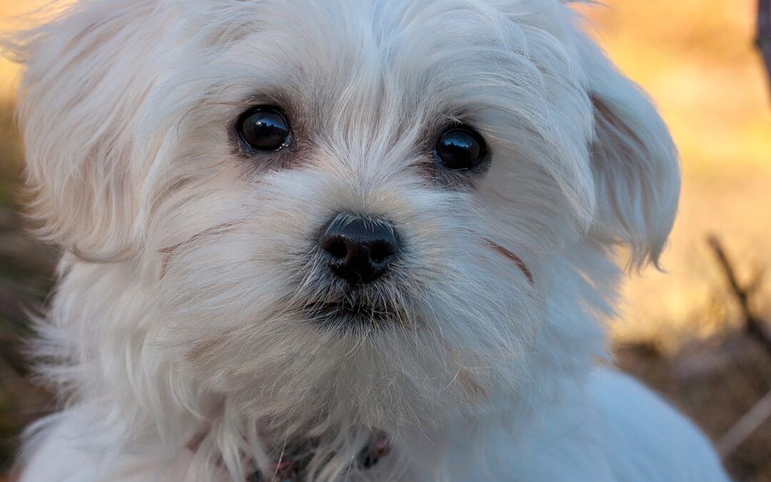 Un bichon maltais