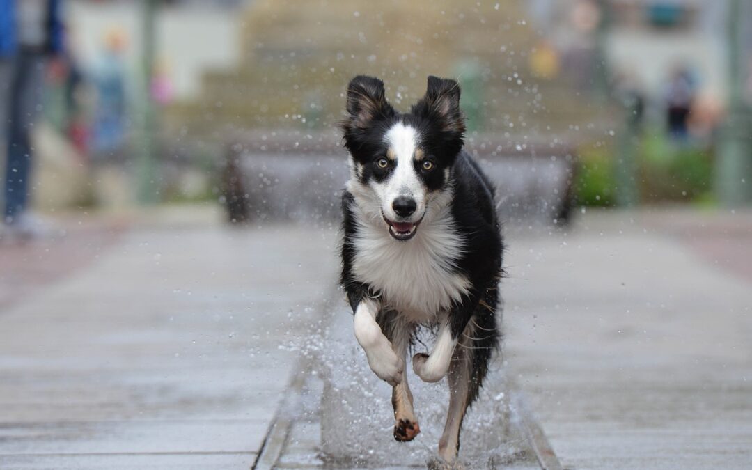 Un border collie