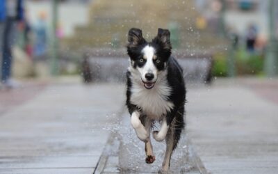 Le border collie : un compagnon intelligent et actif