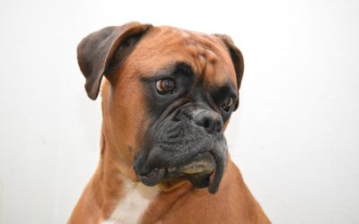 Le boxer : un chien sportif et loyal