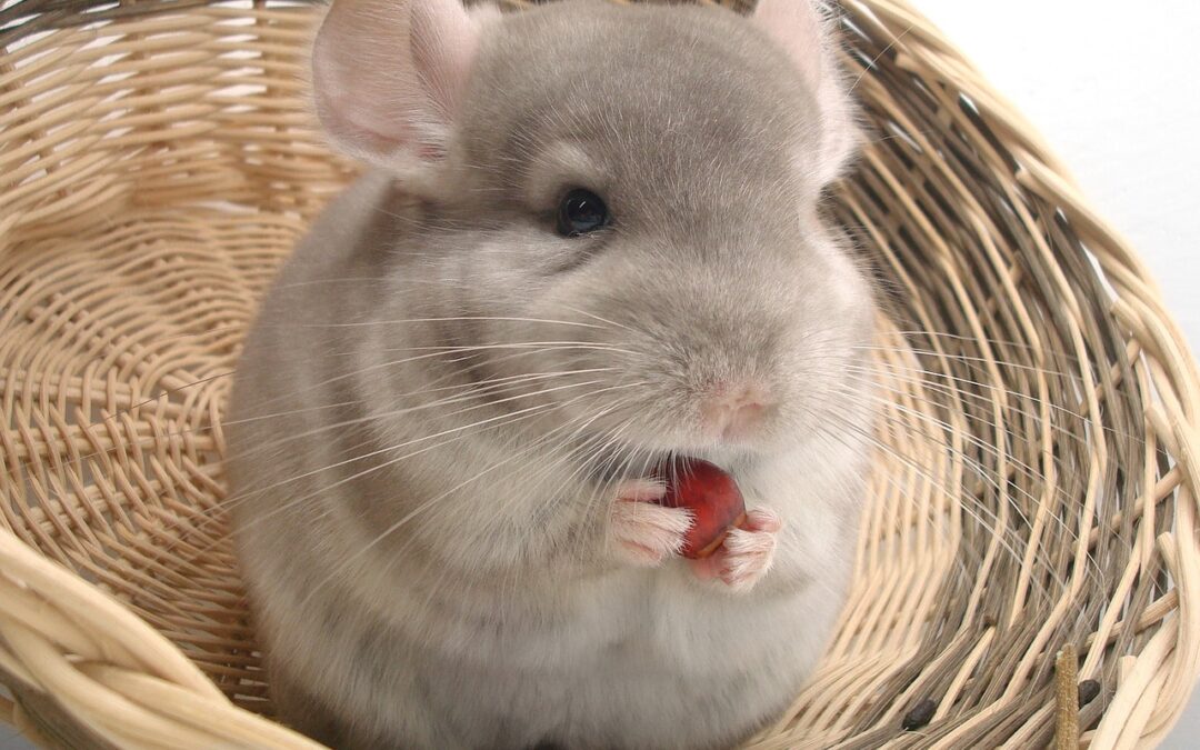 Un chinchilla