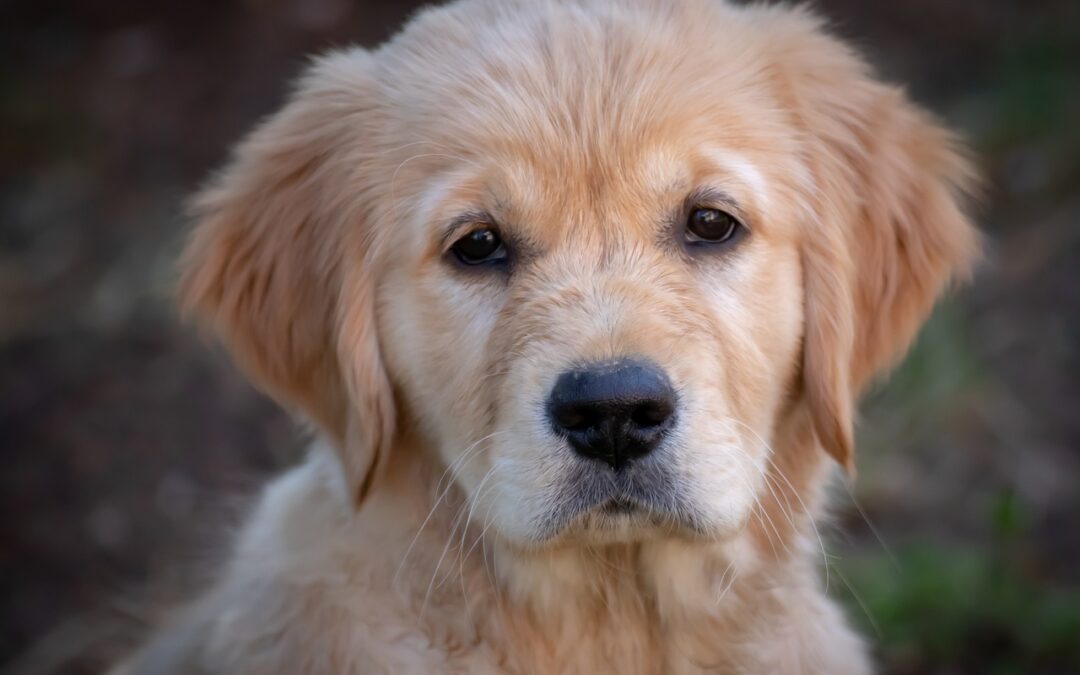 Un golden retriever