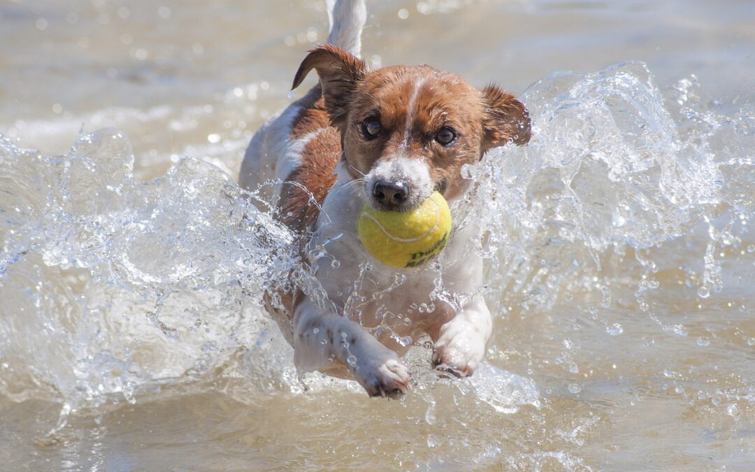 Le jack russell : un petit chien énergique et espiègle