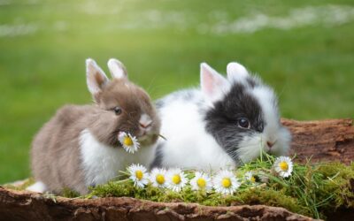 Le lapin nain : le compagnon idéal pour un appartement