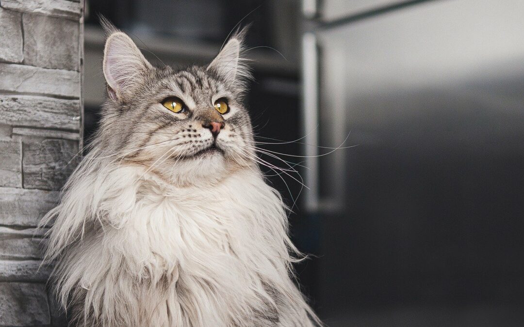 Un maine coon