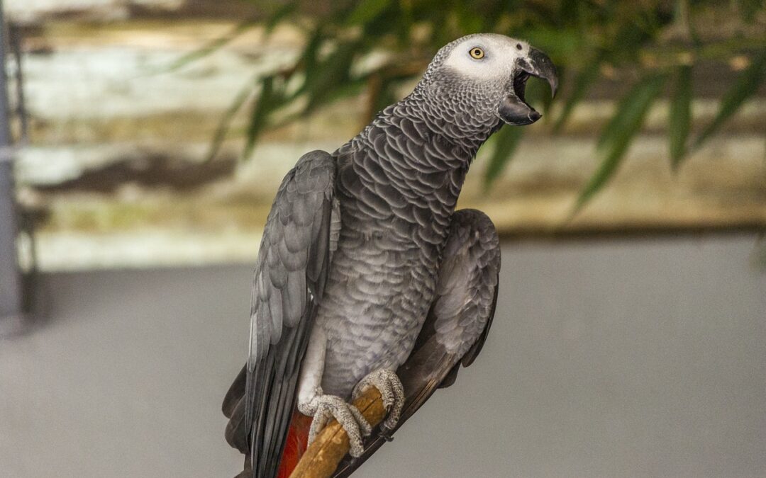 Un perroquet gris du Gabon