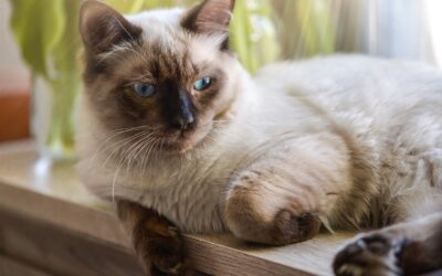 Le ragdoll : le chat à la robe colorée et au caractère doux