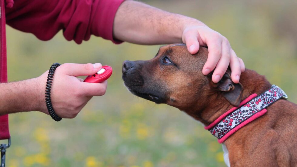 Méthode clicker training le renforcement positif en avant