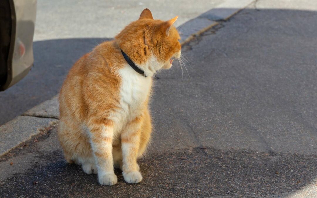 Protégez votre compagnon grâce à un collier anti-puces pour chat